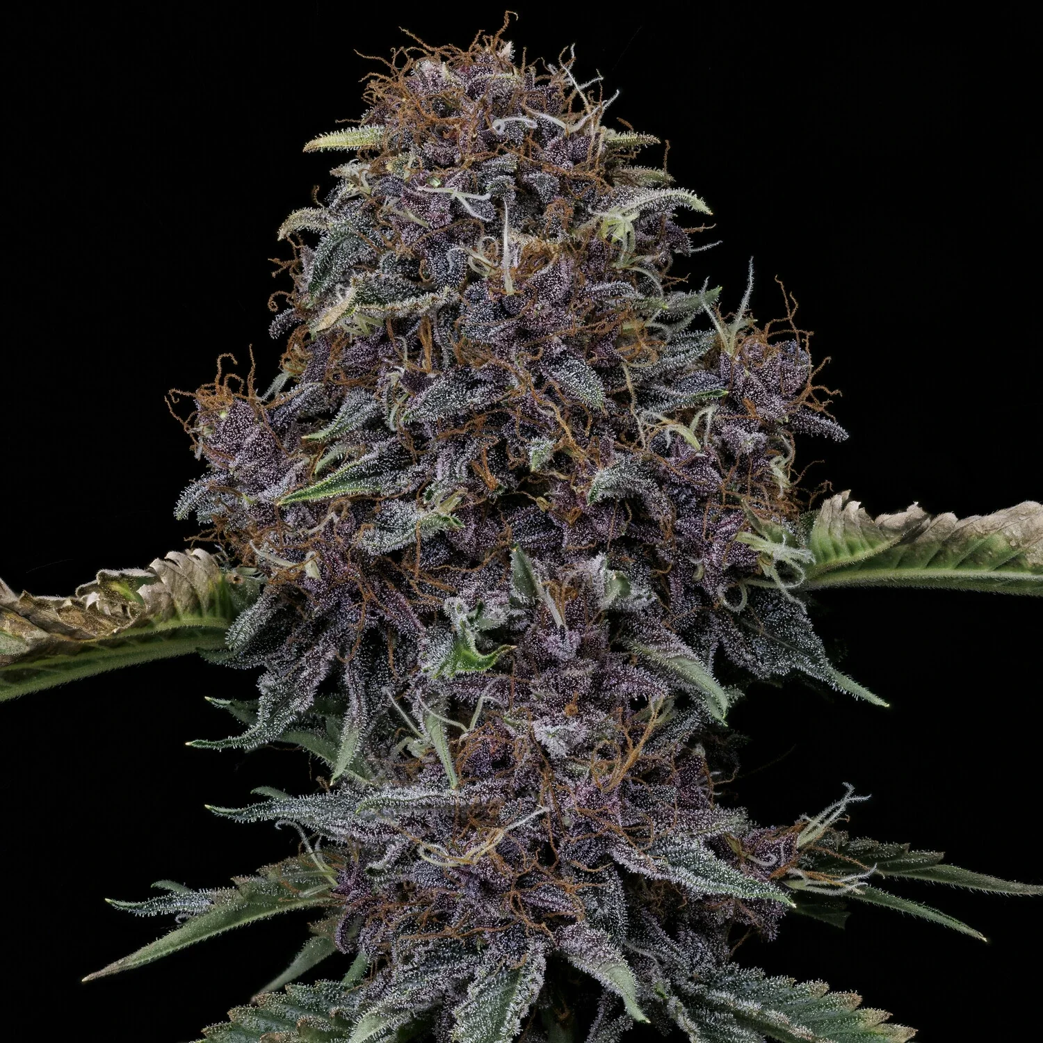 Featured